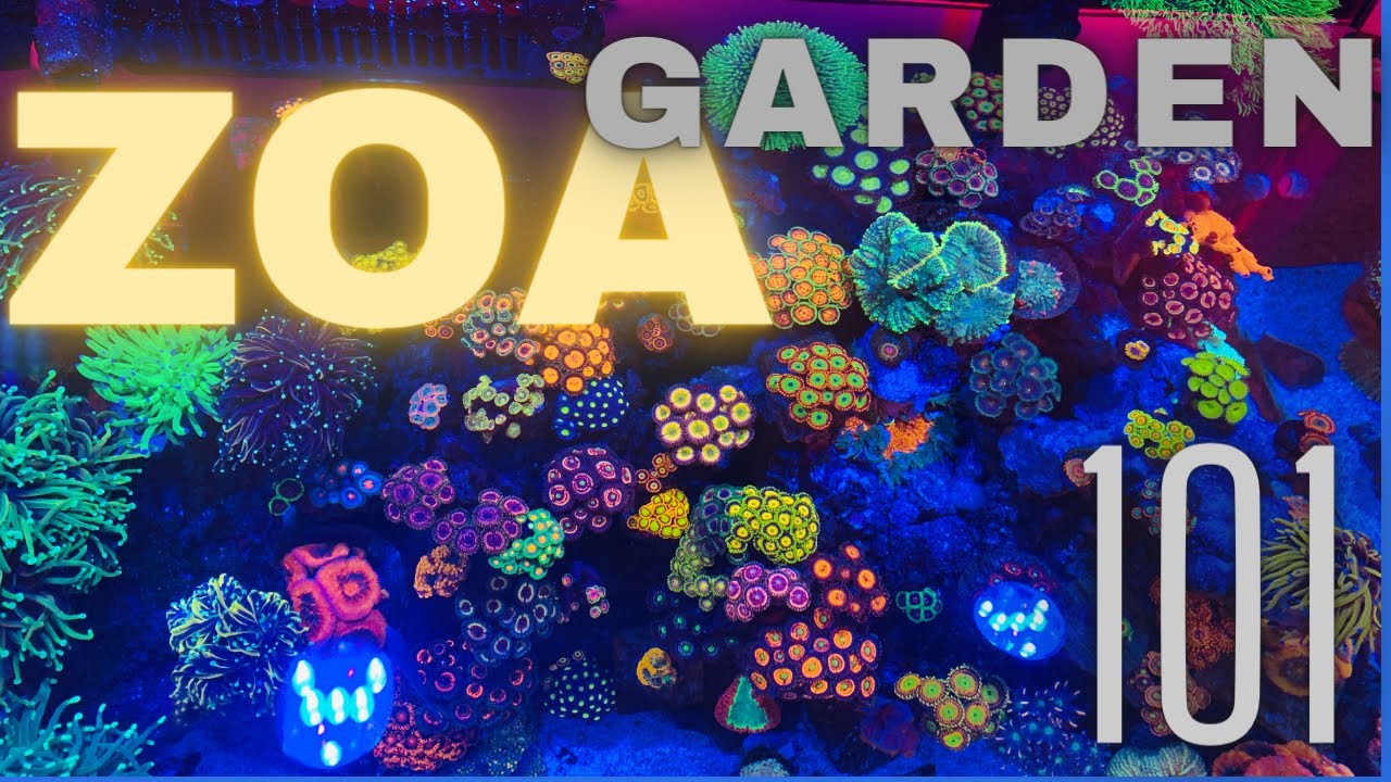 Zoanthid Garden- How to