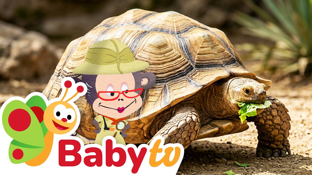 Tortuga - Una casa en su espalda 🐢🏠 | Aprende sobre animales |Animales para niños pequeños @BabyTVSP