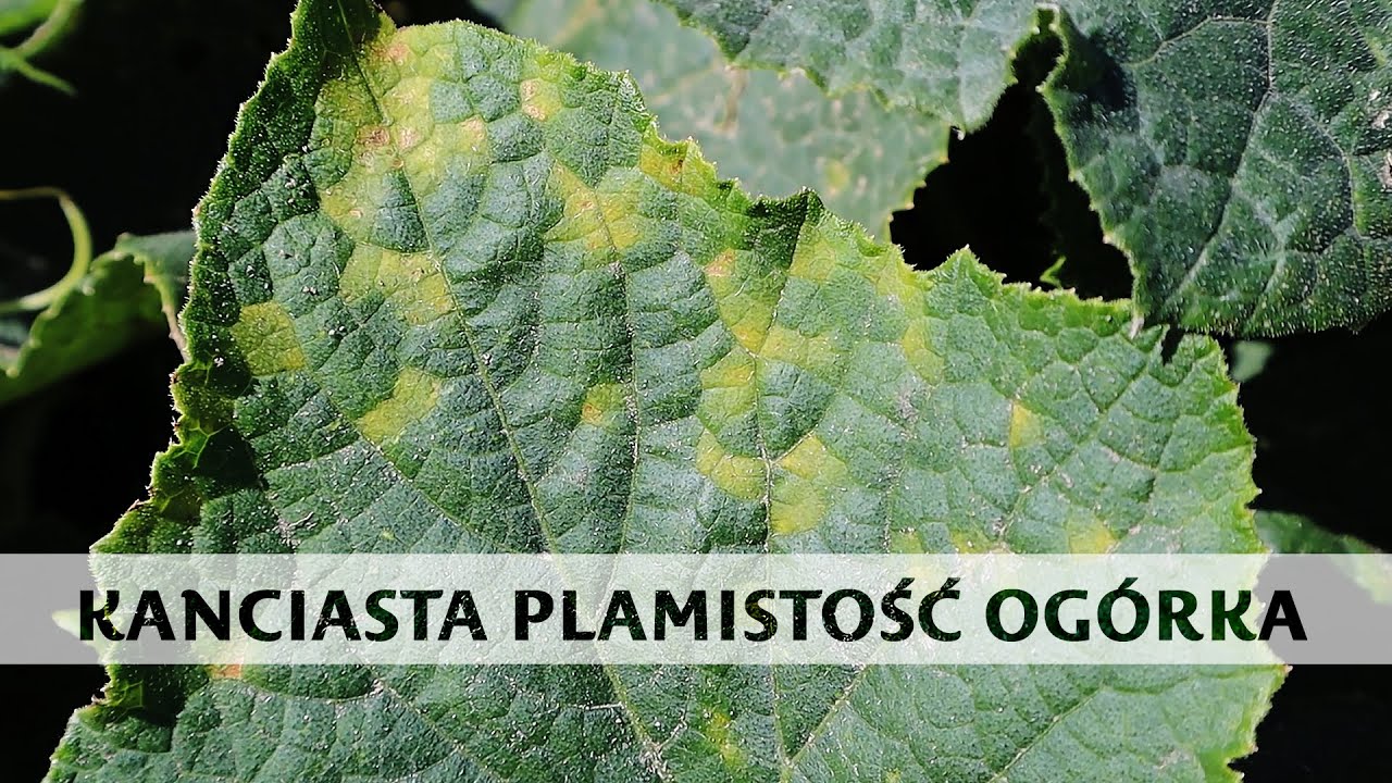 Kanciasta plamistość ogórka - co zrobić?