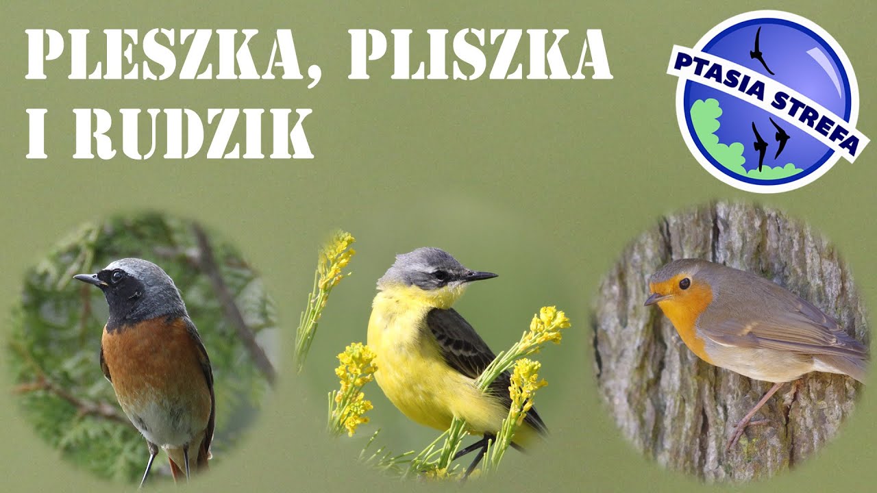Pleszka, pliszka i rudzik...