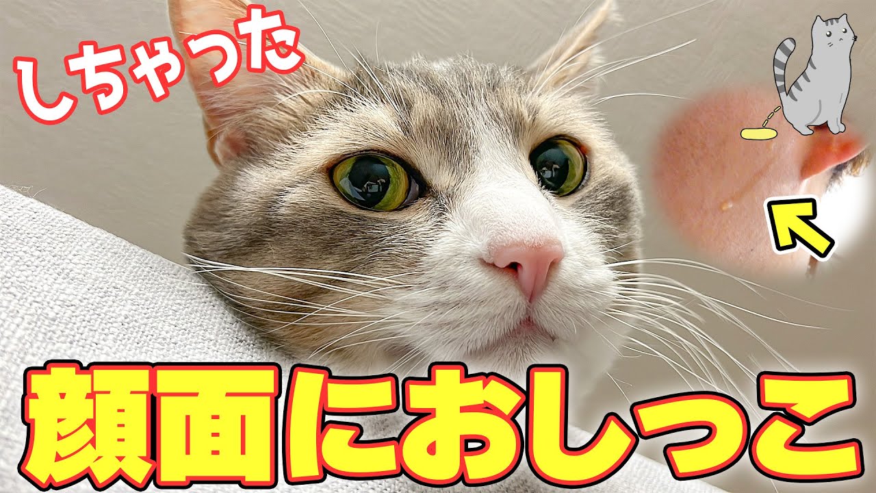 寝ている拾い主の顔面にオシッコをかけて起こす元捨て猫がヤバすぎましたwww