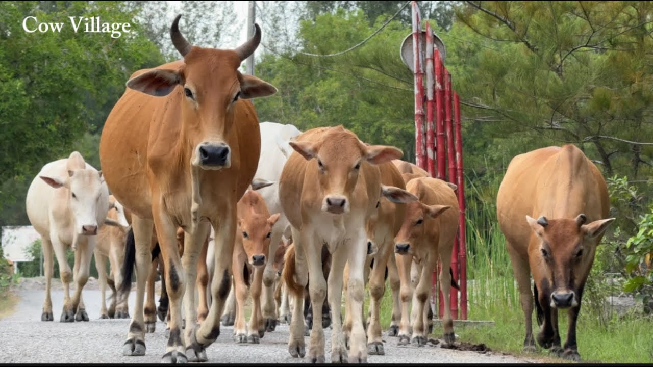 Harmony in the Countryside: Dozens of Cows Walking Calmly Together