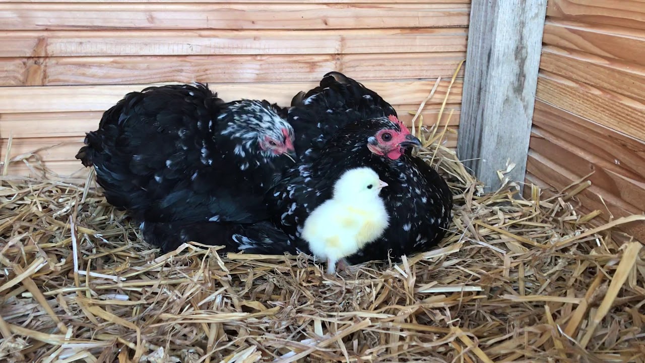 Poussin marans froment dor&eacute;