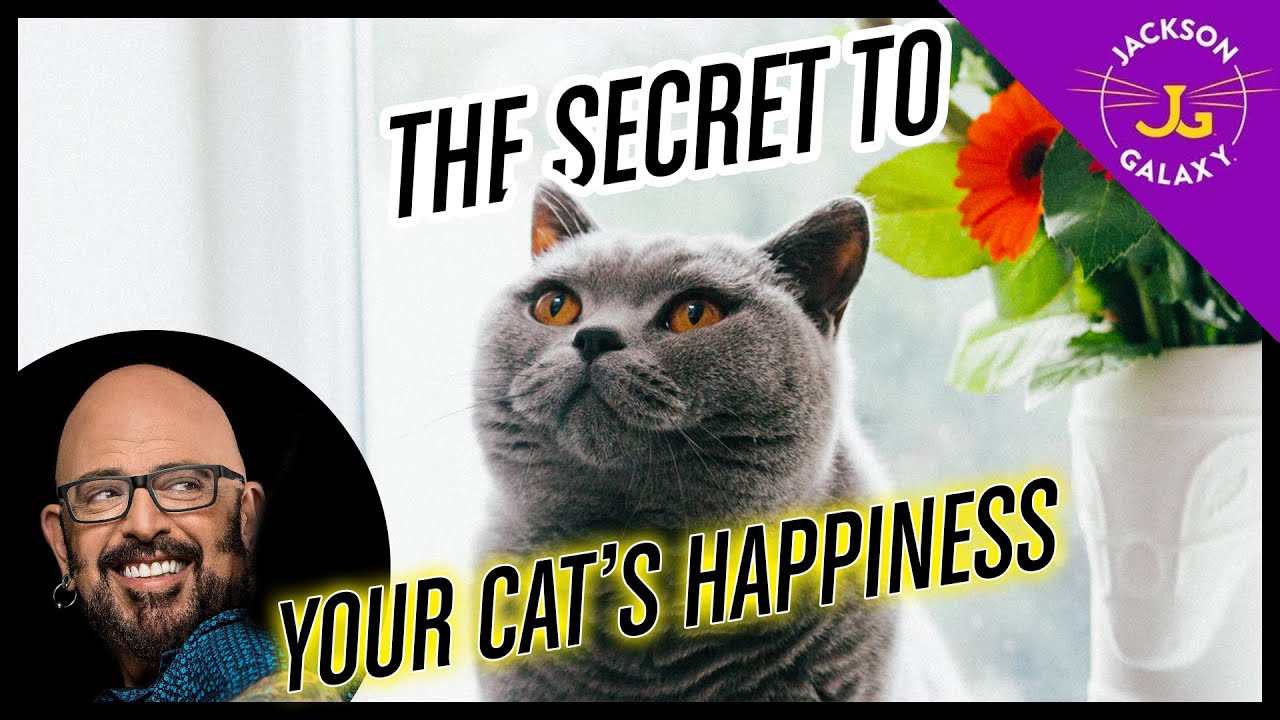 Basecamp THE Secret to Your Cat&rsquo;s Happiness