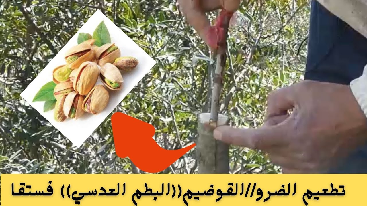 Grafring pistachio tree تطعيم البيستاش((الفستق)) على الضرو (البطم العدسي//القوضيم)