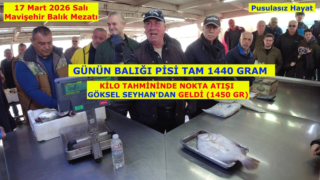 GÜNÜN BALIĞI DEV PİSİ BALIĞI 1900 LİRAYA KADAR ÇIKTI. 17 Mart 2026 Salı.