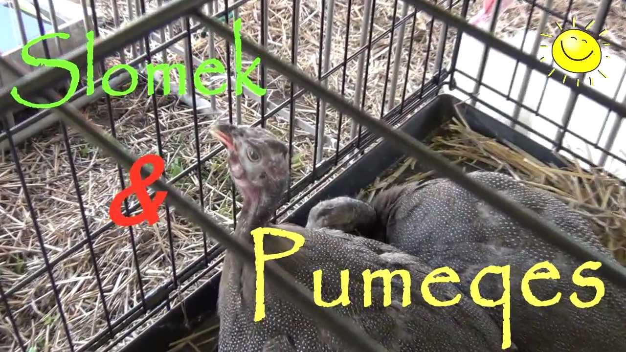 Slomek & Pumeqes Wakacyjna przygoda 2012