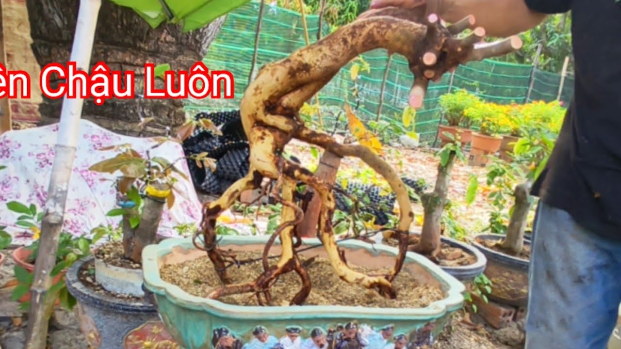 Lên Chậu Trồng Không Ủ 