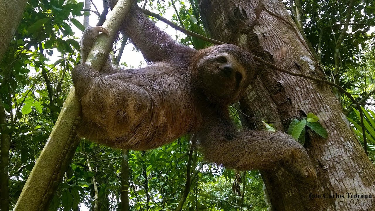 Um bicho-preguiça apareceu no meu quintal, caiu, se 