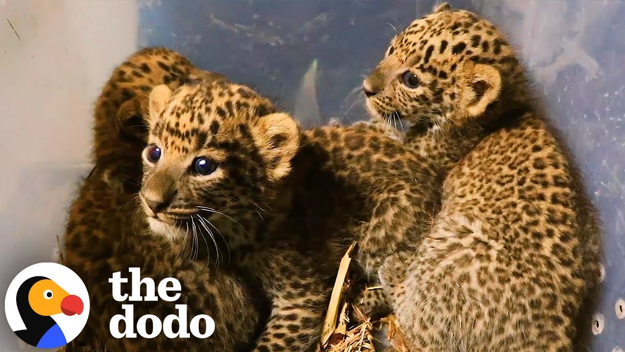Dream Rescue: Adorable Leopard Cubs Reunite With Their Mama In The Wild | The Dodo