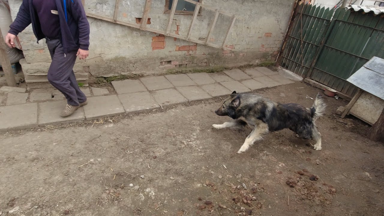 CIOBANESC CARPATIN - UN MASCUL DE 3 ANI.