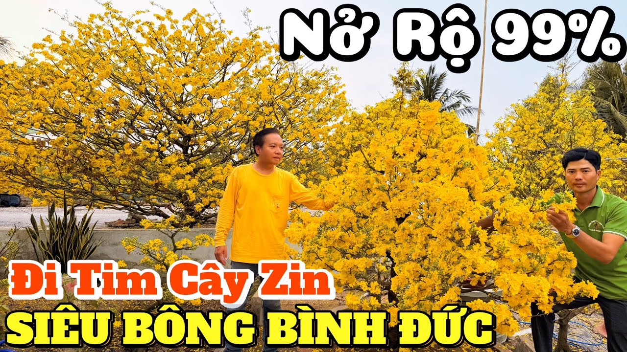 Đi tìm cây zin siêu bông Bình Đức 26 bông chùm rộ 99% chủ giống chỉ cách tưới nước k rụng nụ GL 500k