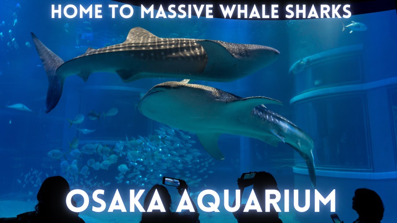 Osaka Aquarium Tour 4K