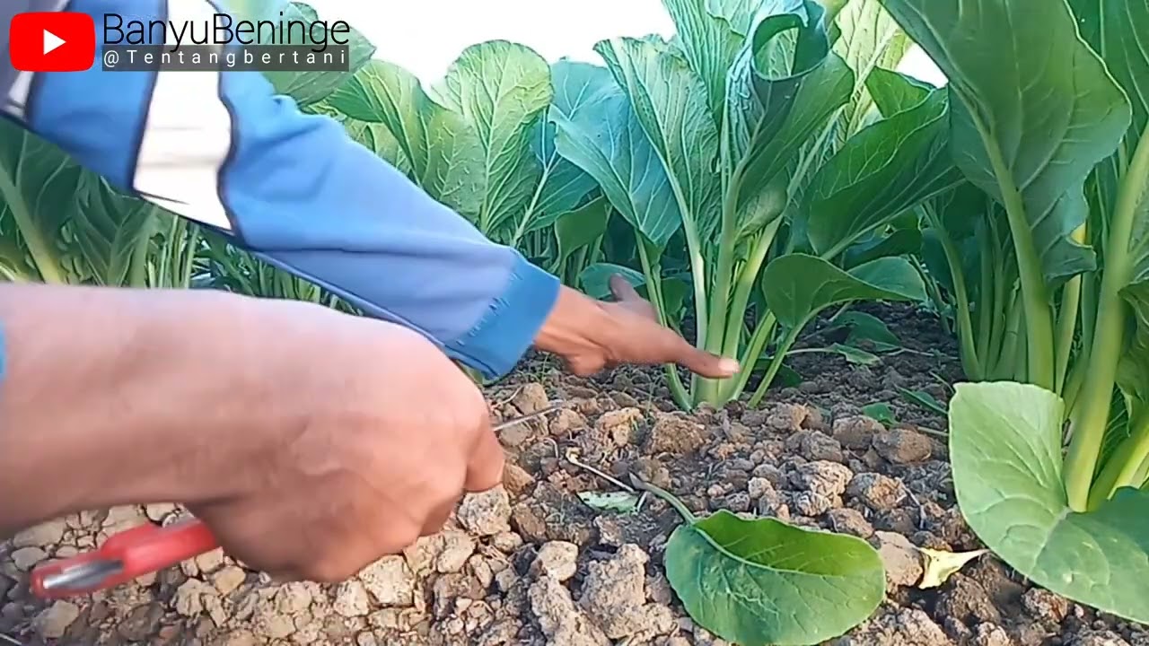 15 HARI SIAP PANEN.. ⁉️ 4 KIAT SUKSES BUDIDAYA CAISIM MUSIM KEMARAU