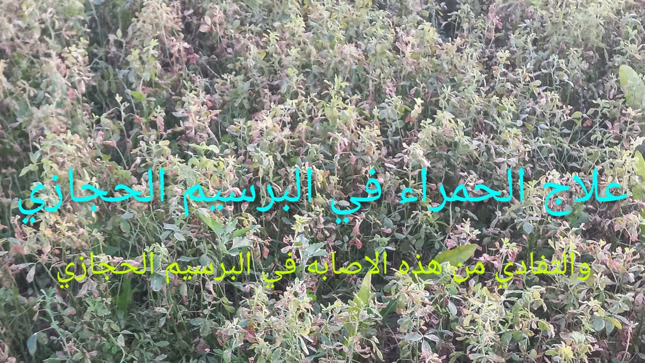 #علاج_ الحمراء_ اللي موجوده في_ البرسيم _الحجازي