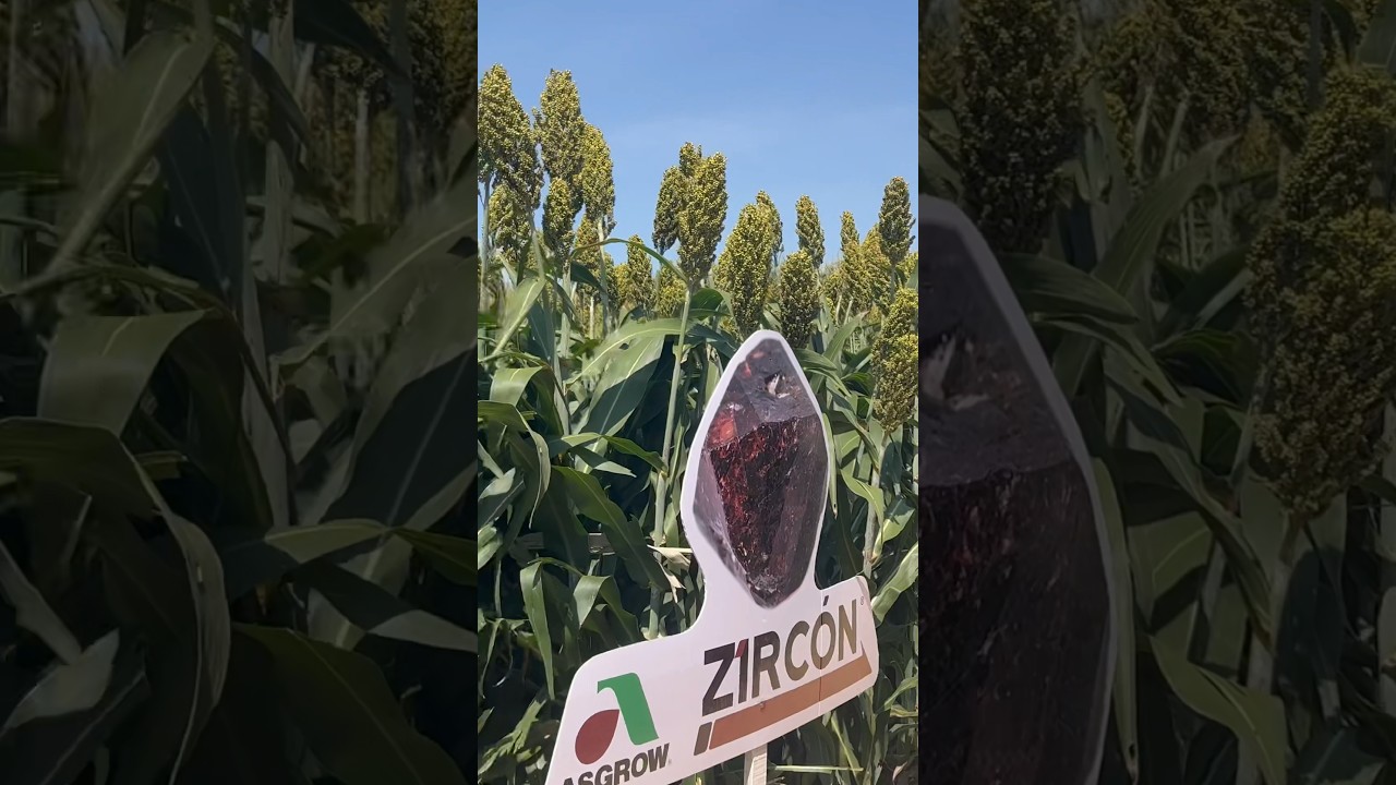 Sorgos ASGROW 2023! 👩&zwj;🌾