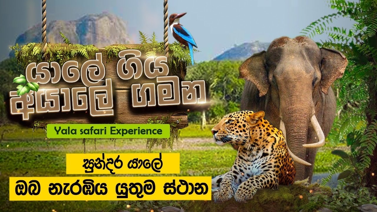 Yala National Park | අයාලේ ගිය යාල කැලේ දින 2ක් #yalasafari #srilankawildlife  #wildlifesrilanka