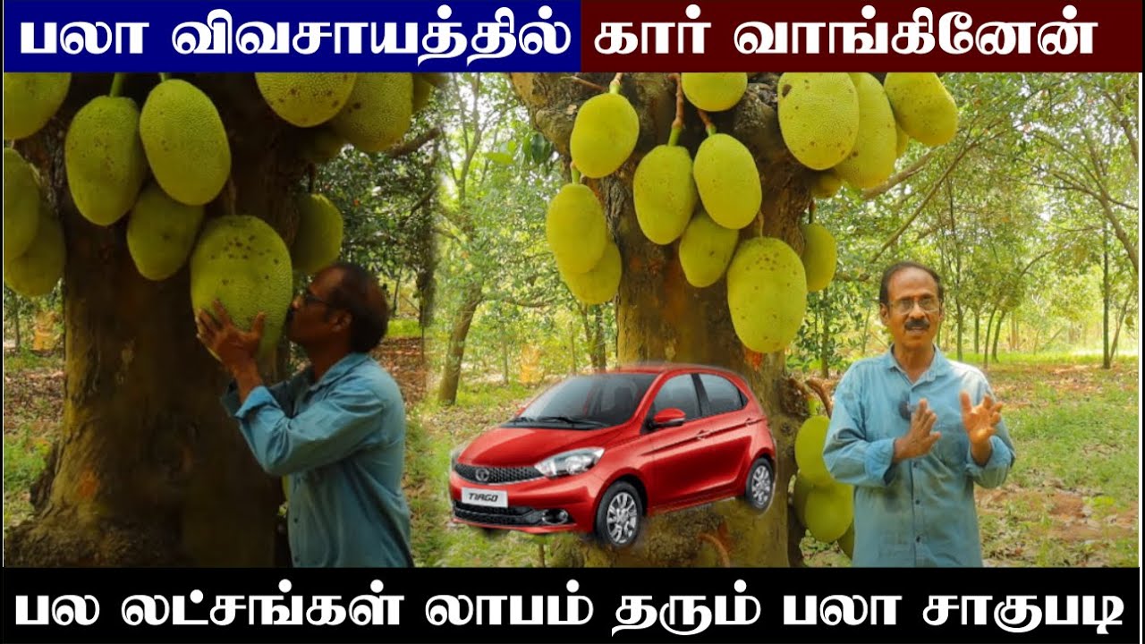 பண்ருட்டி பலா சாகுபடி | பலாப்பழத் தோட்டம் | Jackfruit Planting & Cultivation | 100வகையான பலா மரங்கள்