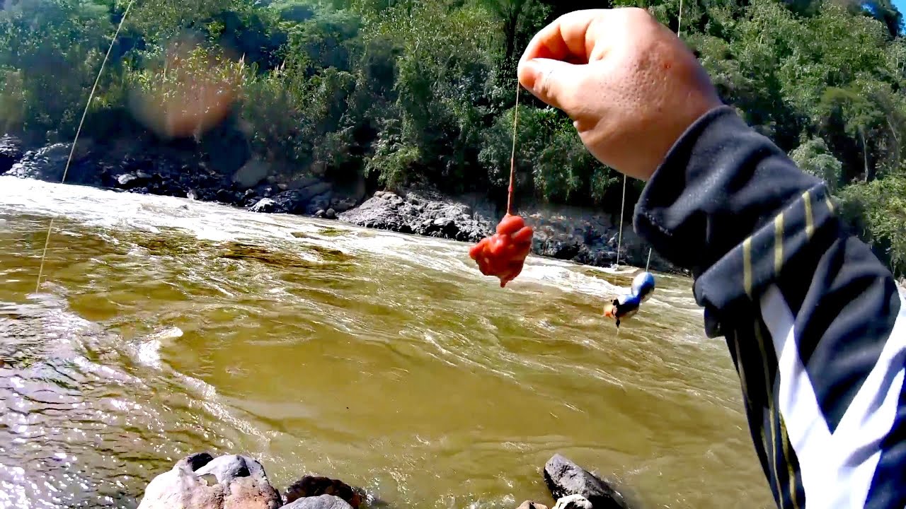 Pesca con higado de pollo en rio cauca