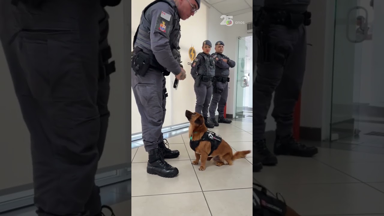 Vira-lata que entrou em batalhão da PM para fugir de chuva vira fenômeno nas redes 