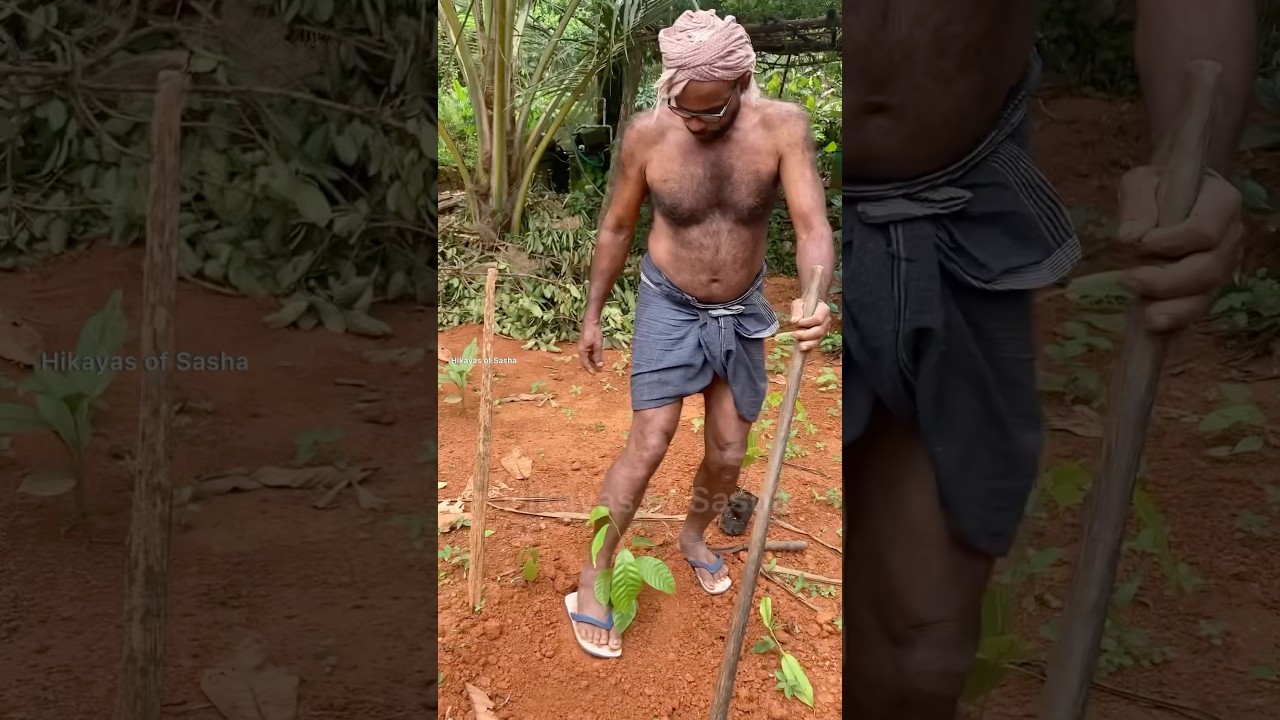 കൊക്കോ തൈ നടീൽ 