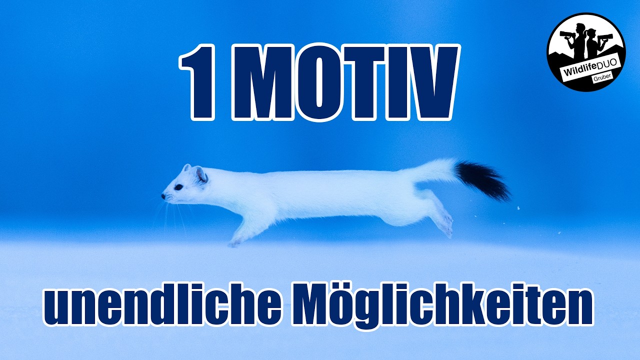 Hermeline im Schnee fotografieren – kreative Naturfotografie in Serie I Lightroom