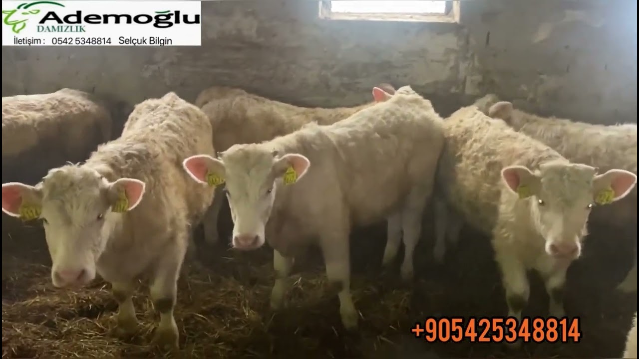 ŞAROLE IRKI İLE ÇALIŞILIR MI, ÇOK GÜZEL RANDIMAN ALACAKSINIZ.