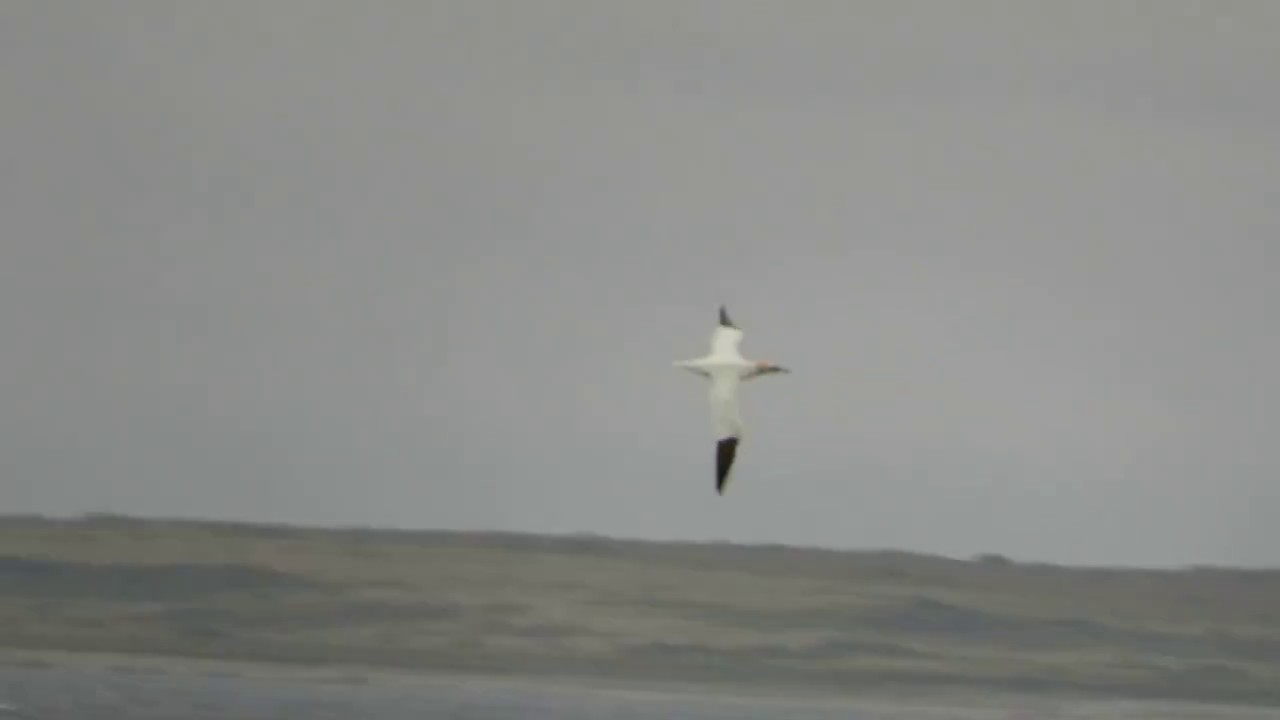 Northern Gannet (Morus bassanus)