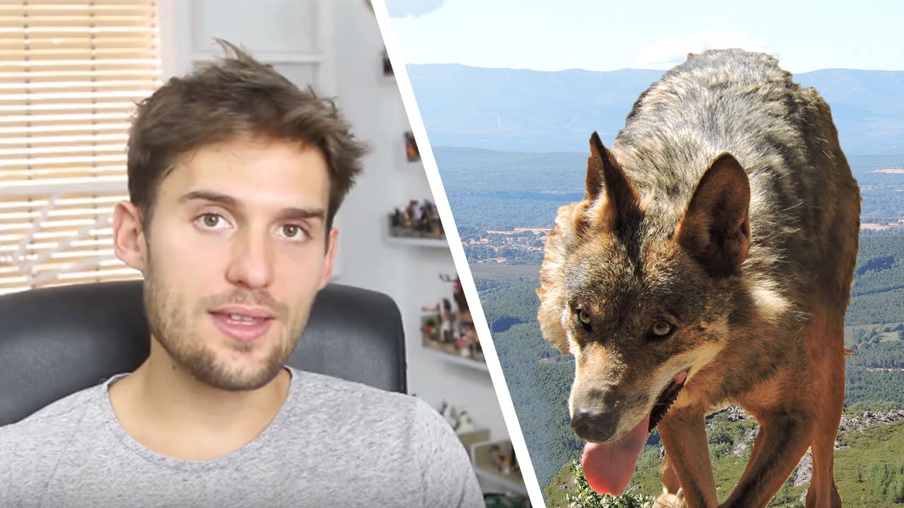 &iquest;Hay LOBOS salvajes en ESPA&Ntilde;A?