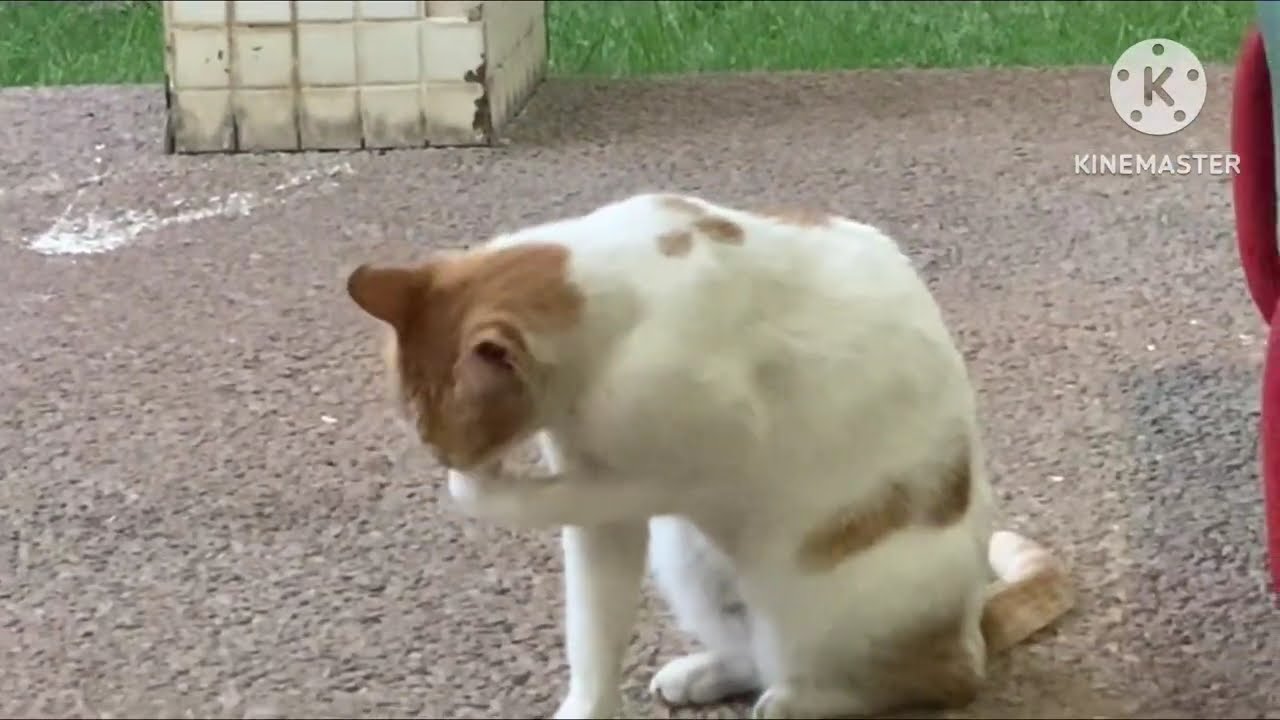 Cat lovers who knows what she’s doing😅😍 #catlovers  #catlife  