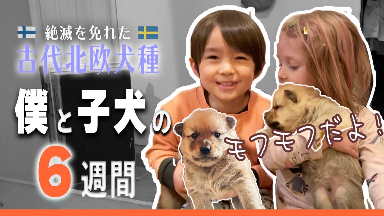 可愛すぎて悶絶！ モフモフの子犬と戯れるスウェーデンの子供たちに密着1ヶ月！絶滅寸前だった北欧原産の猟犬の歴史もあるよ！【ふたりぱぱvlog】(Eng:sub)
