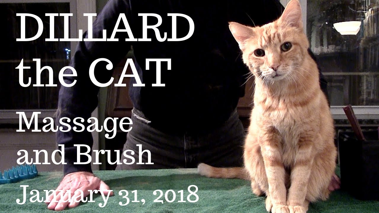 Dillard the Cat -- Massage and Brush, January 31, 2018