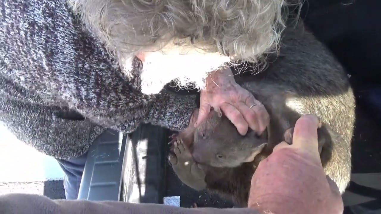 Wombat Joey rescue from a roadkill female.