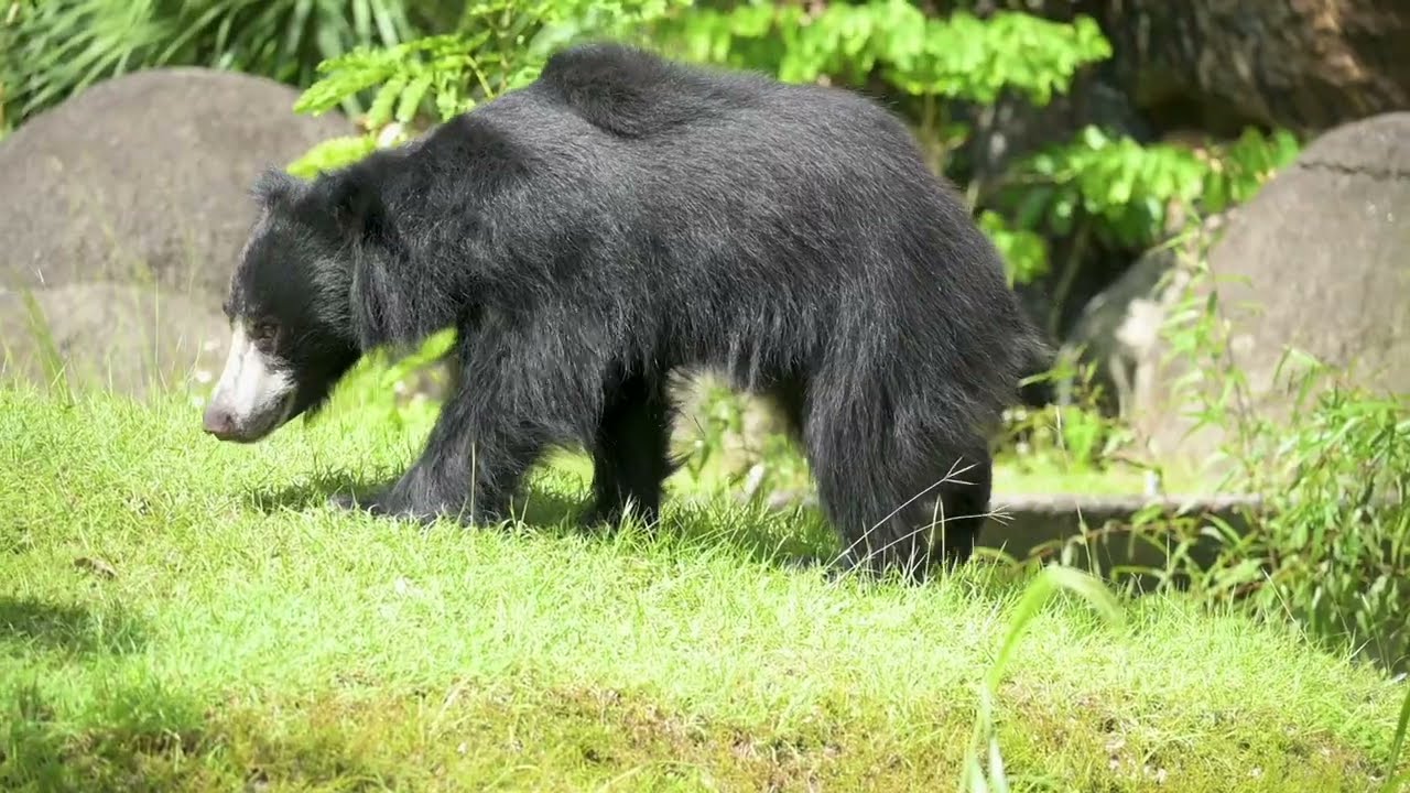 Sloth Bear Hank's Voluntary Blood Draw Behavior