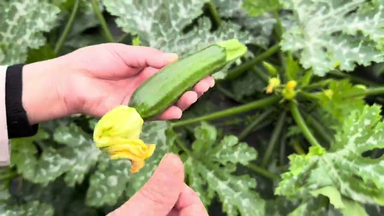 نزهة لجنيي الخضر و الفواكه🥬             À la récolte des fruits et légumes