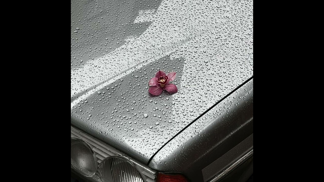 orchidsnshi - instrumental