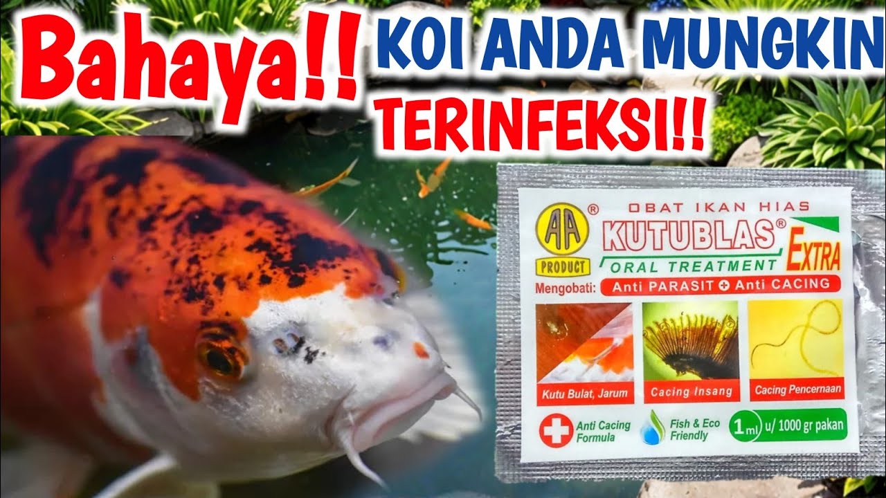 BAHAYA!! KOI ANDA MUNGKIN TERINFEKSI | review obat kutublas | obat kutu ikan koi | pecinta koi