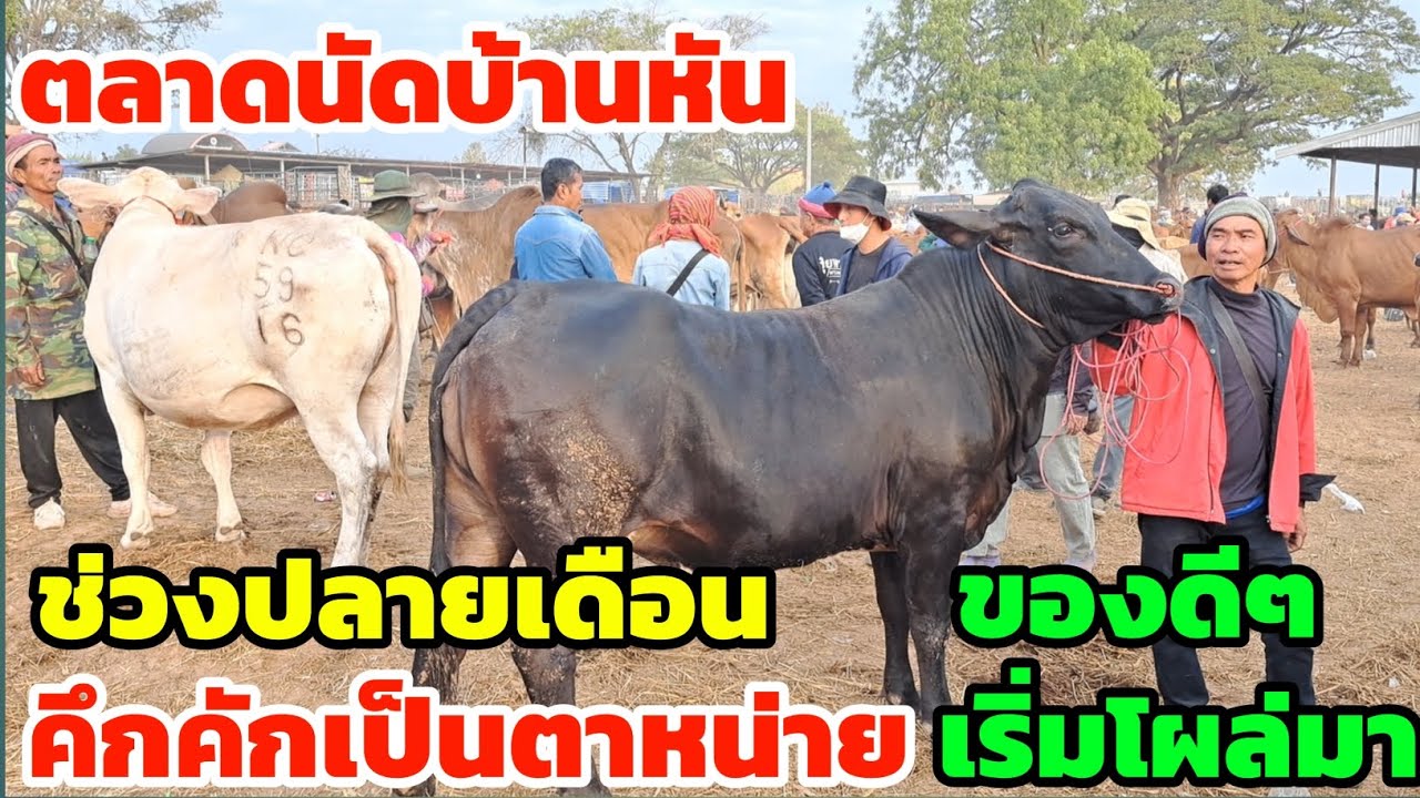 มาแล้วครับ‼️21 ม.ค.69 ตลาดนัดบ้านหัน คึกคักเป็นตาหน่าย ช่วงจะปลายๆเดือน ของดีๆ เริ่มโผล่มา รีบชมเลย