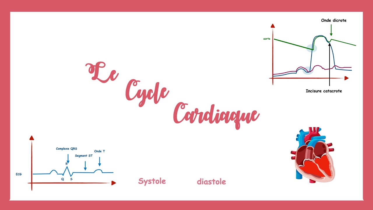 Le cycle cardiaque(la pompe cardiaque)- Physiologie cardiovasculaire.