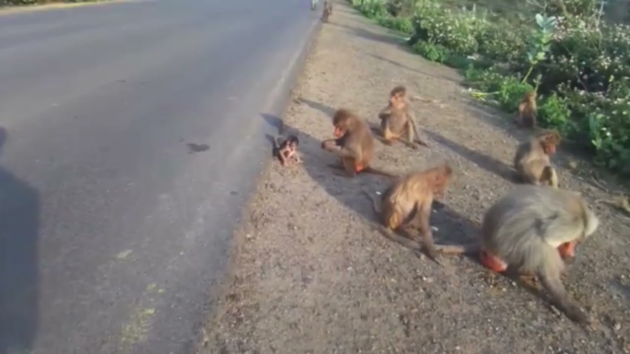 The Baboons East Africa Wildlife