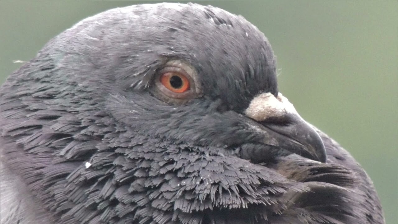 From "The Pigeon Papers" - part of my book on unpopular animals