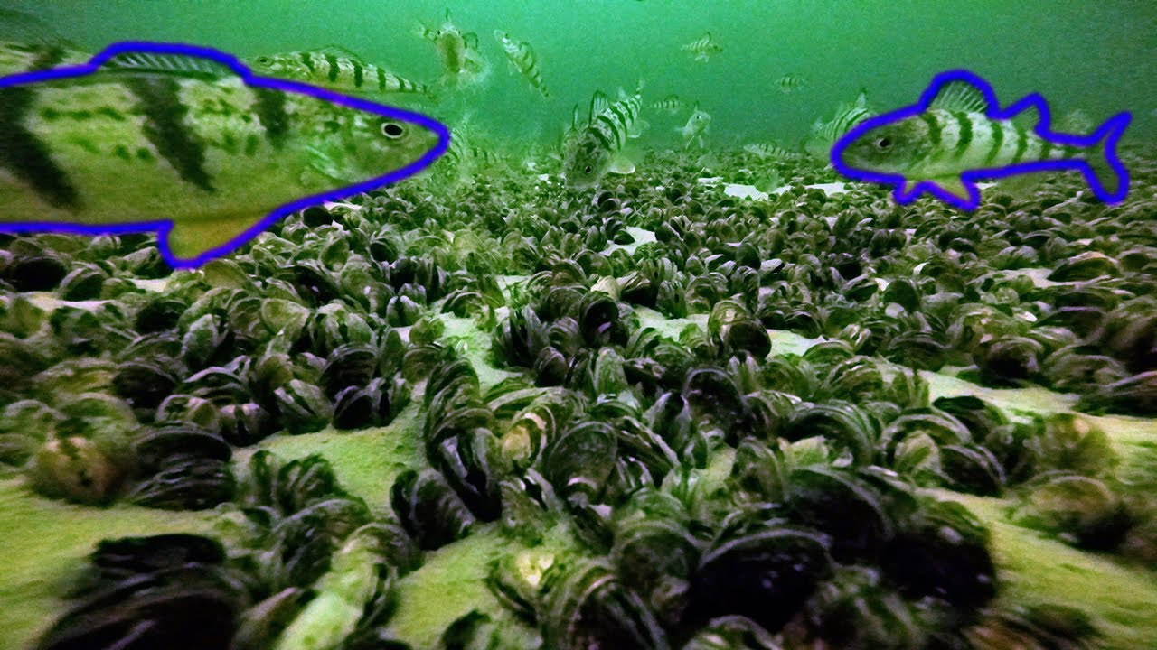 Lake Simcoe 2021 - Cook's Bay Jumbo Perch + Underwater Footage