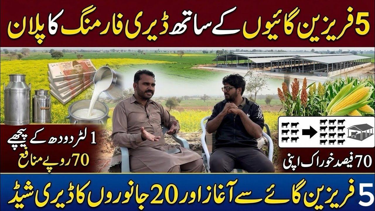 5 friesien cows dairy planning II 70 rupees per liter profit II 20 animals shed II Dr. MUZZAMMIL 