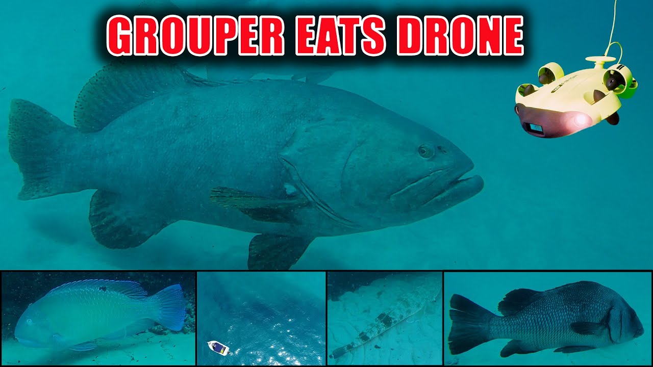 GROUPER EATS DRONE | MORETON BAY | Tuskfish, Flathead, Cod, Morwong & More