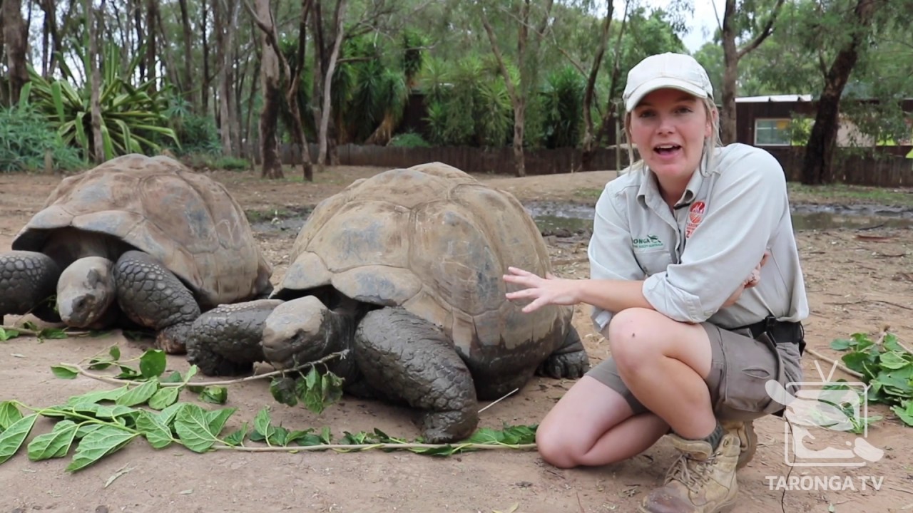 Galapagos Tortoise Keeper Talk at Taronga Western Plains Zoo