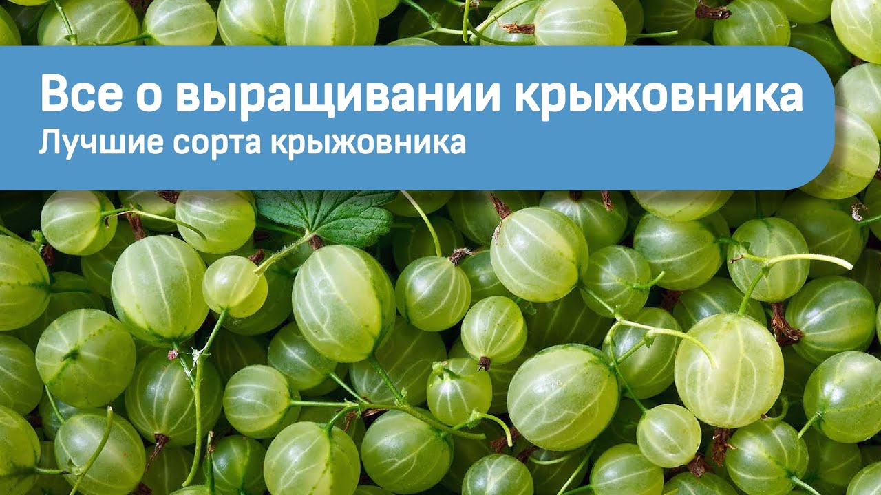 Всё о выращивании крыжовника. Лучшие сорта крыжовника