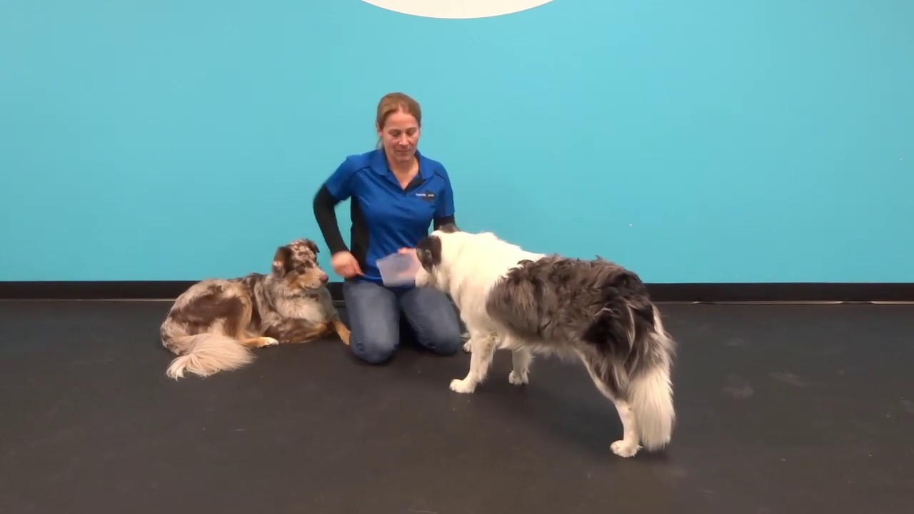 Enseigner le rapport d'objet à son chien.