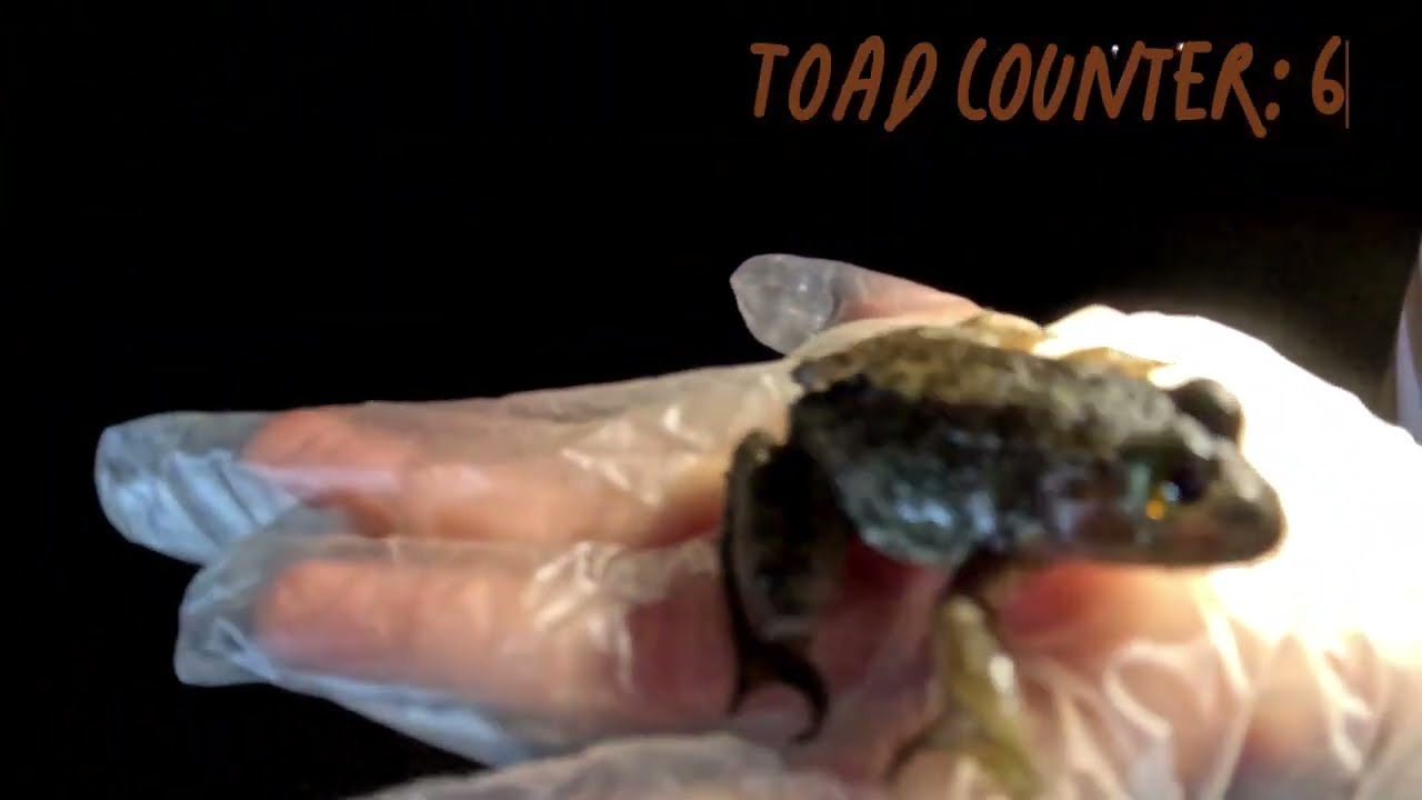 Toad hunting challenge Pt3 8/29/2025