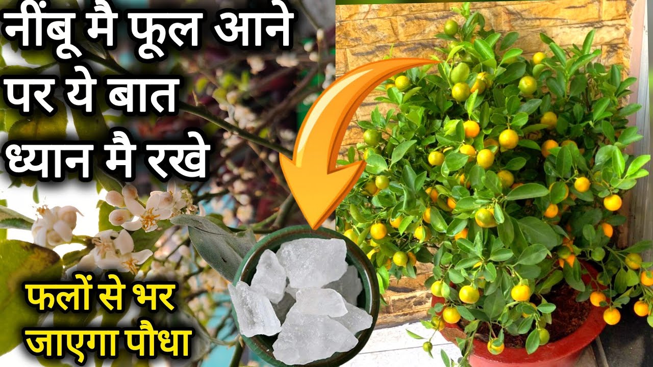 फिटकरी से नींबू में आयेंगे हजारो फूल और एक भी फल या फूल नही गिरेगा।Lemon plant care tips&fertilizers
