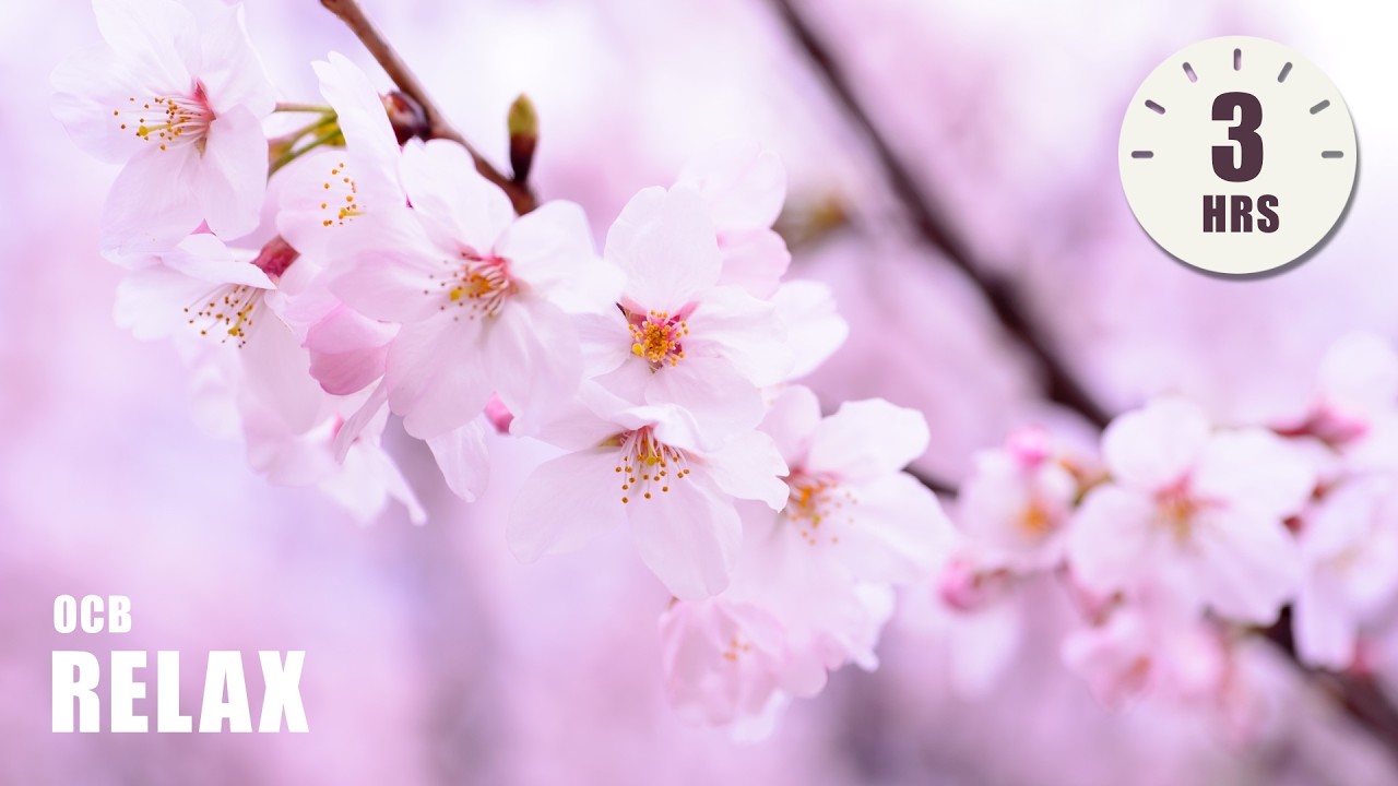 Morning Relaxing Music - Chinese Zen Meditation Music, Stress Relief (Carmen)